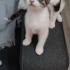2 AYLIK ÇOK TATLI 3 RENKLİ CALICO DİŞİ fotoğraf