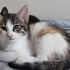 2 AYLIK ÇOK TATLI 3 RENKLİ CALICO DİŞİ fotoğraf