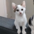 2 AYLIK DİŞİ YAVRU KEDİ YENİ YUVASINI ARIYOR fotoğraf