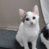 2 AYLIK DİŞİ YAVRU KEDİ YENİ YUVASINI ARIYOR fotoğraf