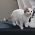 2 AYLIK DİŞİ YAVRU KEDİ YENİ YUVASINI ARIYOR fotoğraf