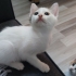 2 AYLIK DİŞİ YAVRU KEDİ YENİ YUVASINI ARIYOR fotoğraf