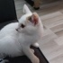 2 AYLIK DİŞİ YAVRU KEDİ YENİ YUVASINI ARIYOR fotoğraf
