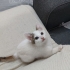 2 AYLIK DİŞİ YAVRU KEDİ YENİ YUVASINI ARIYOR fotoğraf