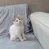 2 AYLIK YAKIŞIKLI YAVRUMUZ SİMBA fotoğraf