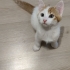2 AYLIK YAKIŞIKLI YAVRUMUZ SİMBA fotoğraf
