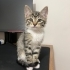 Sevimli yavruya yuva arıyoruz fotoğraf