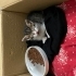 Minik Yavru Kedi fotoğraf