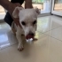 ÇİPLİ VE TUVALET EĞİTİMLİ JACK RUSSEL MELEZİ..!! fotoğraf