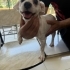 ÇİPLİ VE TUVALET EĞİTİMLİ JACK RUSSEL MELEZİ..!! fotoğraf