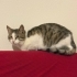KÖR KEDİ acil yuva ariyoruz fotoğraf