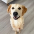 AKILLI GOLDEN'A YENİ YUVA ARIYORUZ fotoğraf