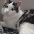 BİR KEDİYİ DEFALARCA TERKETMEK..ÇOK ACİL ÖMÜRLÜK YUVA ARANIYOR.. fotoğraf