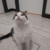 BİR KEDİYİ DEFALARCA TERKETMEK..ÇOK ACİL ÖMÜRLÜK YUVA ARANIYOR.. fotoğraf