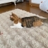 İnsanlara aşık ama kedilerle anlaşamayan bir Kedi :) fotoğraf