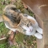 İnsanlara aşık ama kedilerle anlaşamayan bir Kedi :) fotoğraf