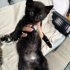 3 kardeş yuva arıyor fotoğraf