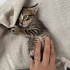 3 kardeş yuva arıyor fotoğraf