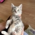 Cins annenin bebekleri yuva arıyor fotoğraf