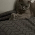 aslan icin acil aile fotoğraf