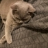 aslan icin acil aile fotoğraf
