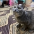 Sokağa terk edilen british kırması kedi fotoğraf