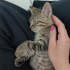 Oyuncu sevimli, arkadaş canlısı minik bir kedi fotoğraf