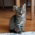Oyuncu sevimli, arkadaş canlısı minik bir kedi fotoğraf