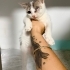 Tek Gözü ağır enfeksiyonlu bir durumda  terkedilmiş  bulundu fotoğraf