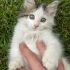 Yavru bebek  kedi fotoğraf