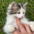 Yavru bebek  kedi fotoğraf