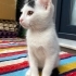Sevgiyle büyüyecek kalıcı yuva arıyoruz fotoğraf