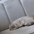 Minyon kedi aşırı duygusal kedi fotoğraf