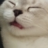 Minyon kedi aşırı duygusal kedi fotoğraf