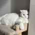 British Shorthair Beyaz Tatlı Kedi fotoğraf