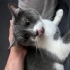 çok sevecen dost canlısı kısır bir kedi fotoğraf
