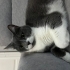 çok sevecen dost canlısı kısır bir kedi fotoğraf