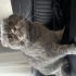 kısır dişi kedi acil sahiplendirme fotoğraf