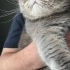 kısır dişi kedi acil sahiplendirme fotoğraf