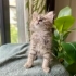 FUZZY BEBEK SOKAĞA DÖNMESİN 😔 fotoğraf