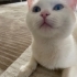 Sokağa terk ediliyor, 2. Kedi olabilir fotoğraf