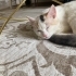 Sokağa terk ediliyor, 2. Kedi olabilir fotoğraf