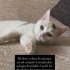 Sokağa terk ediliyor, 2. Kedi olabilir fotoğraf