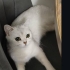 Kalıcı ömürlük yuva fotoğraf
