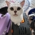Kalıcı ömürlük yuva fotoğraf