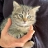 Oyuncu kedi yuva arıyor fotoğraf