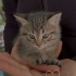 Oyuncu kedi yuva arıyor fotoğraf