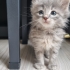 Aşk-ı Memnu Ailesi Yuva Arıyor fotoğraf