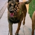 Belçika Malinois Ücretsiz Olarak Sorumluluk Sahibi Birine Sahiplendirilecektir fotoğraf