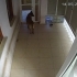 Belçika Malinois Ücretsiz Olarak Sorumluluk Sahibi Birine Sahiplendirilecektir fotoğraf